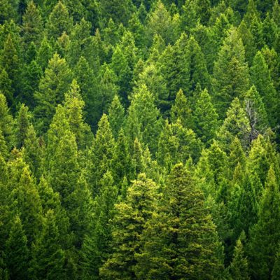 Forest of pine trees in wilderness mountains rugged green