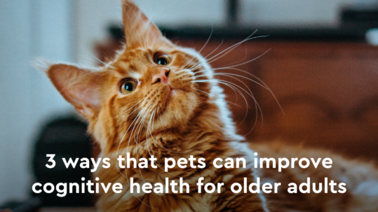 pets can improve cognitive health